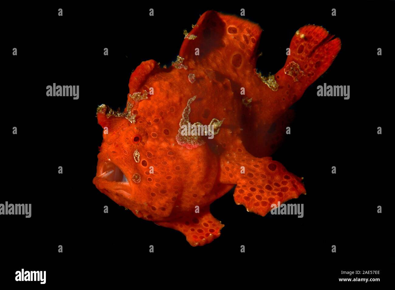 freckled frogfish, Antennarius cf. coccineus , Padang Bai, Bali, Indonesia. The frogfish is a master of camouflage. It sits in wait, motionless, blend Stock Photo