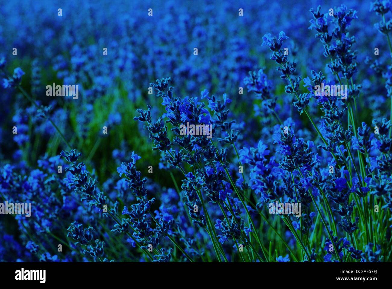 Lavender floral texture natural background. Blue color. Botanical leaf. Trend of 2020. Flowers Stock Photo