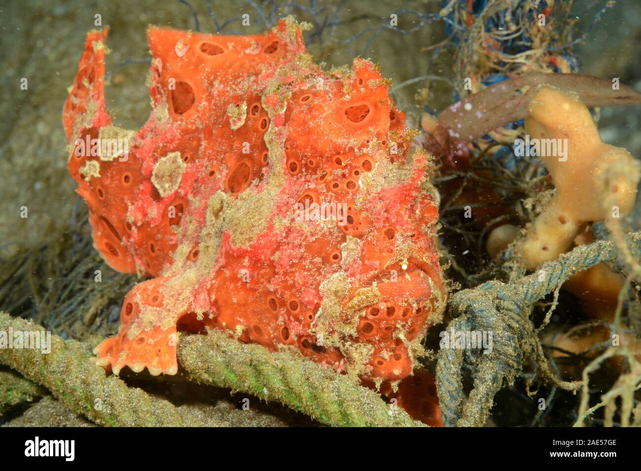 warty frogfish, Antennarius maculatus, Padang Bai, Bali, Indonesia. The frogfish is a master of disguise. Laying in wait, motionless, for hours at a t Stock Photo