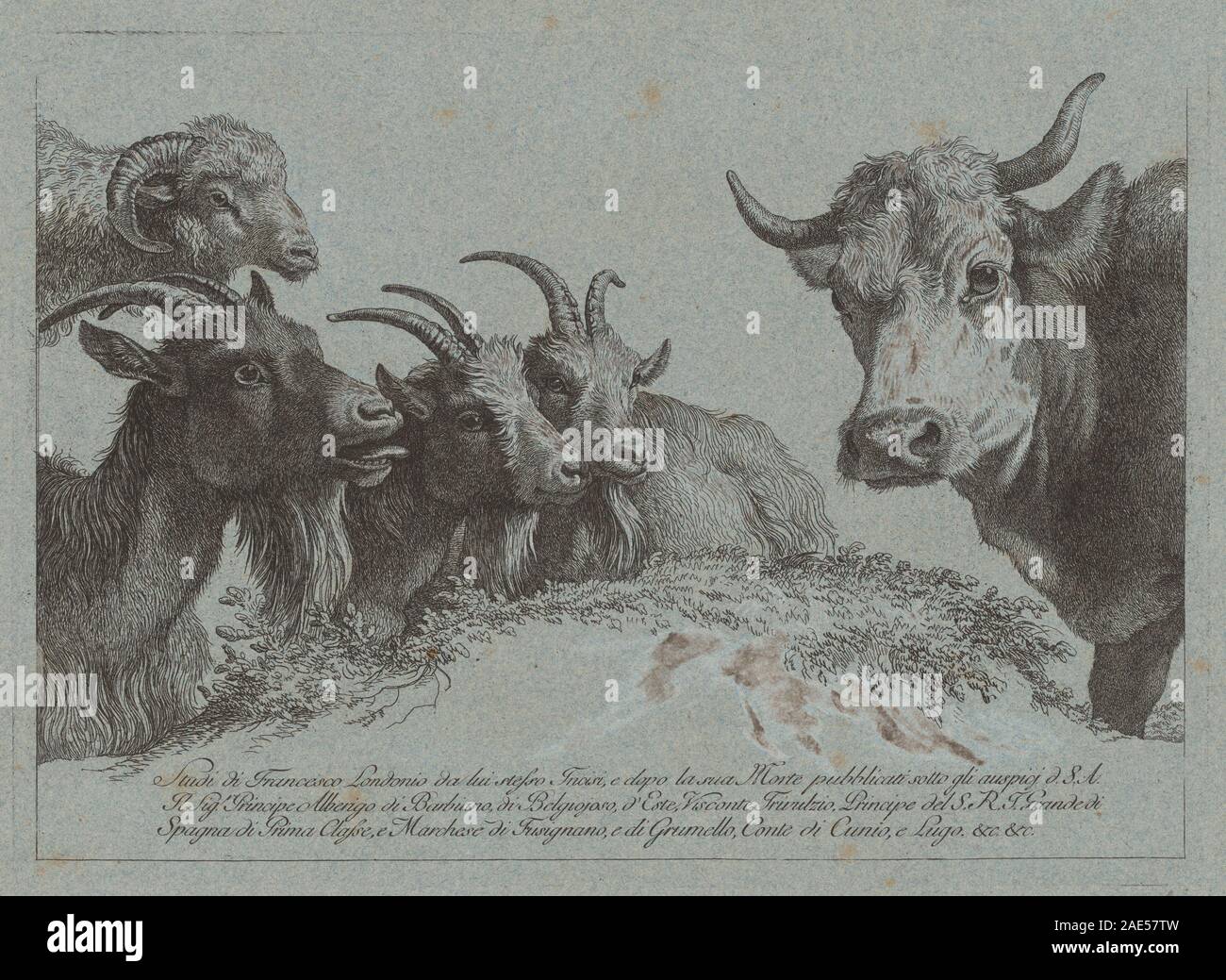 Study of Heads: Three Goats, an Ox, and a Ram; published c. 1783 Francesco Londonio, Study of Heads - Three Goats, an Ox, and a Ram, published c 1783 Stock Photo