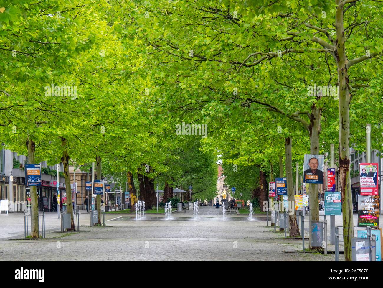 Hauptstrasse pedestrian boulevard tree lined with sycamore trees in spring Innere Neustadt Dresden Saxony Germany. Stock Photo