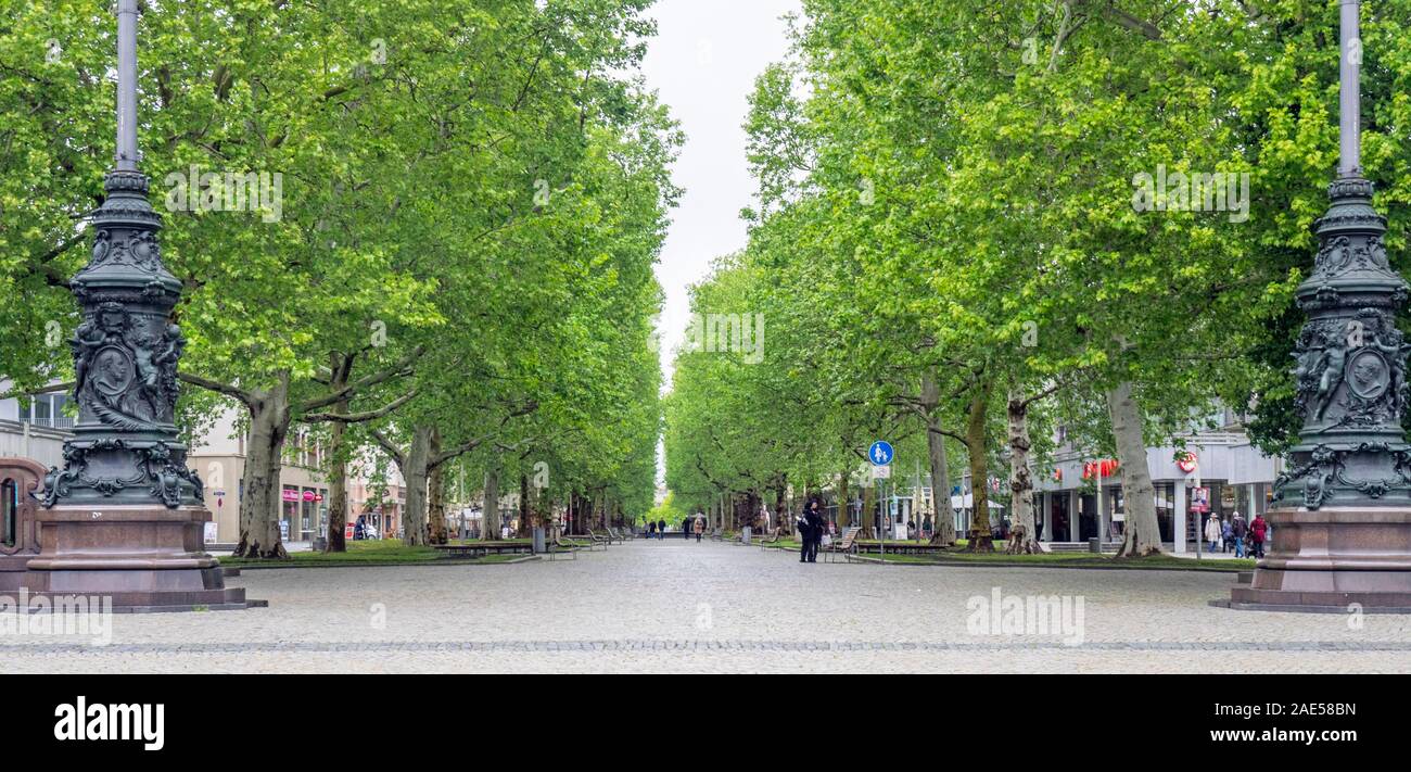Hauptstrasse pedestrian boulevard tree lined with sycamore trees in spring Innere Neustadt Dresden Saxony Germany. Stock Photo
