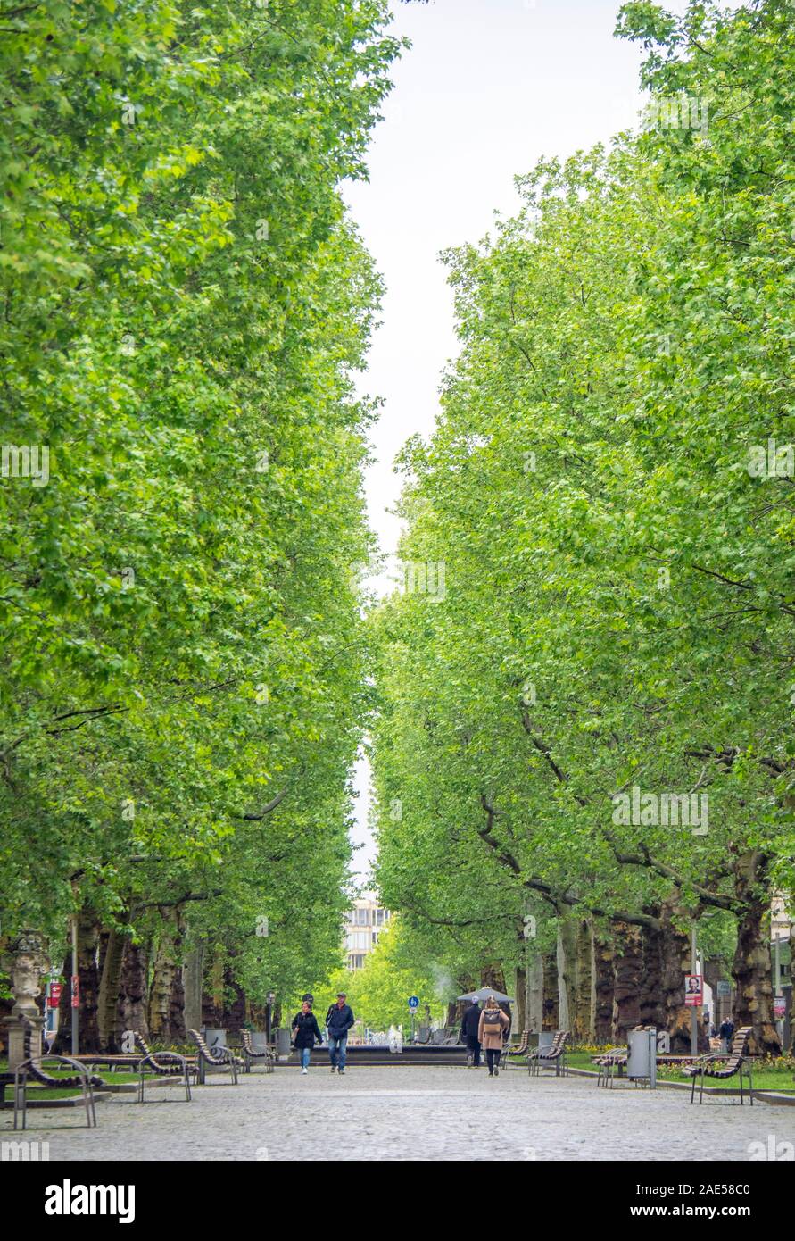 Hauptstrasse pedestrian boulevard tree lined with sycamore trees in spring Innere Neustadt Dresden Saxony Germany. Stock Photo