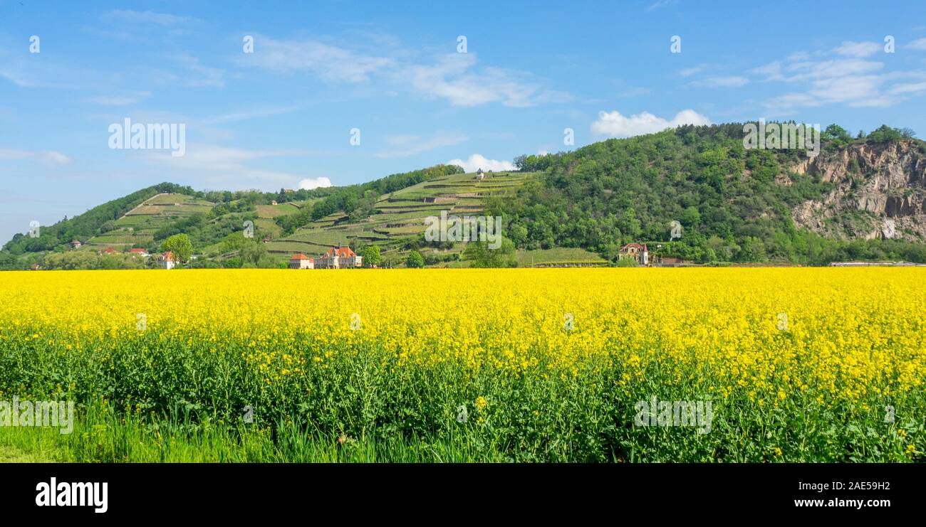 Field of yellow flowers of canola (rapeseed) and Das Rothe Haus winery