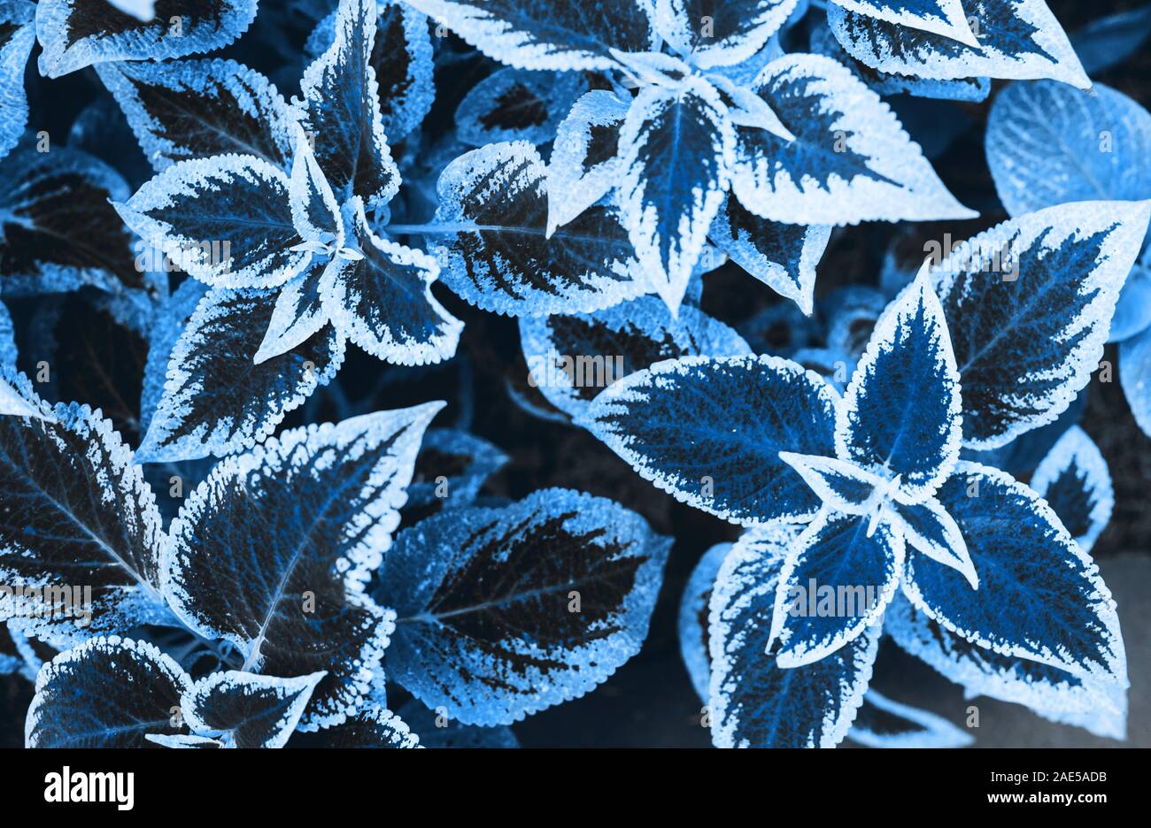 Blue leaves hi res stock photography and images Alamy
