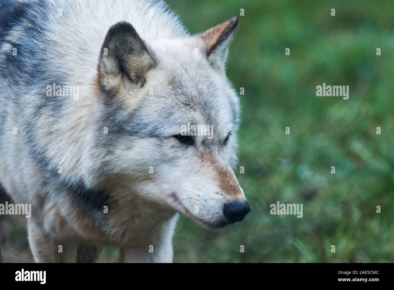 Northwestern wolf hi-res stock photography and images - Alamy