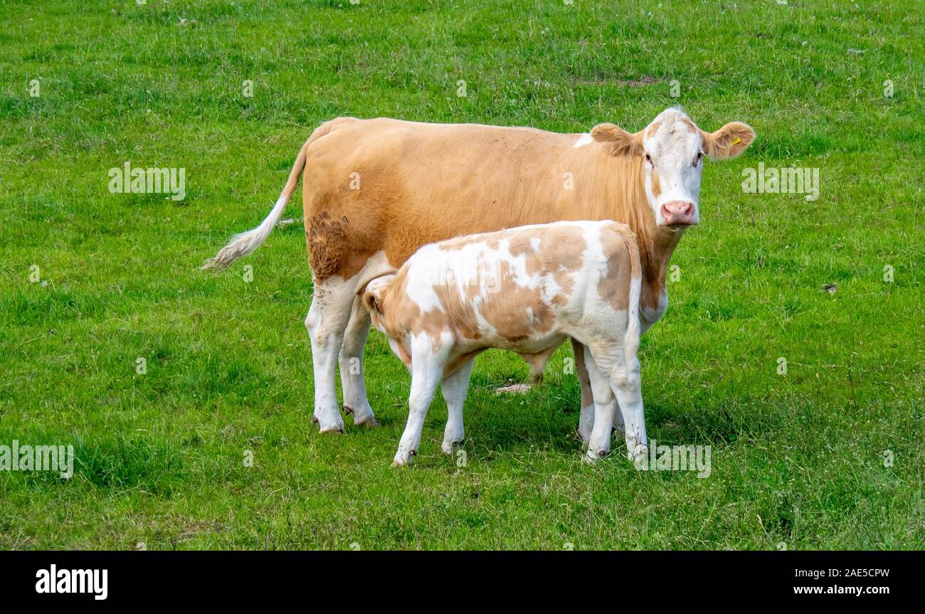 Cow Paddock High Resolution Stock Photography and Images - Alamy