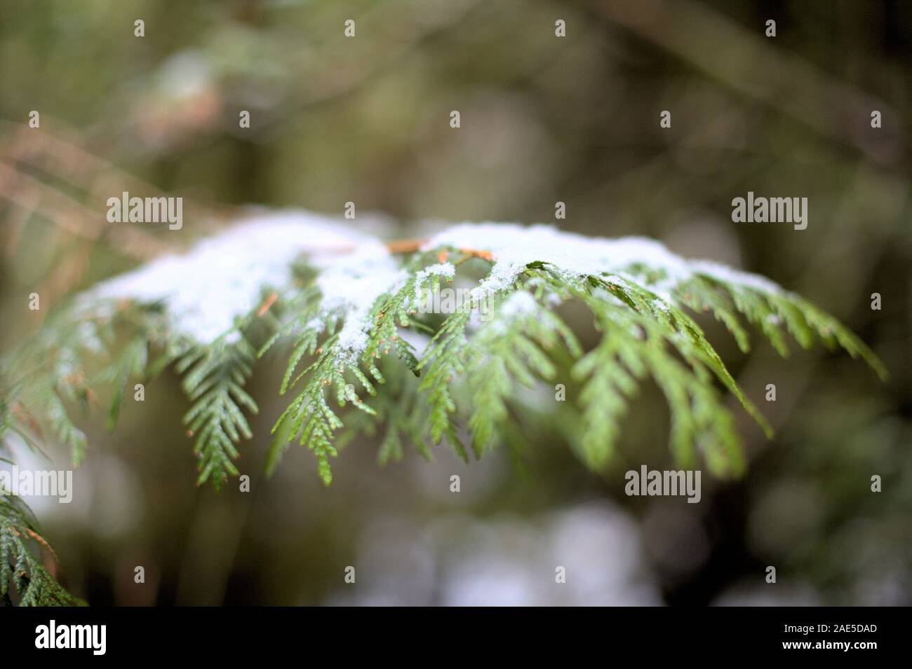 Closeup of green Western Red Cedar leaves (Thuja plicata) covered in a little bit of white snow, in December Stock Photo