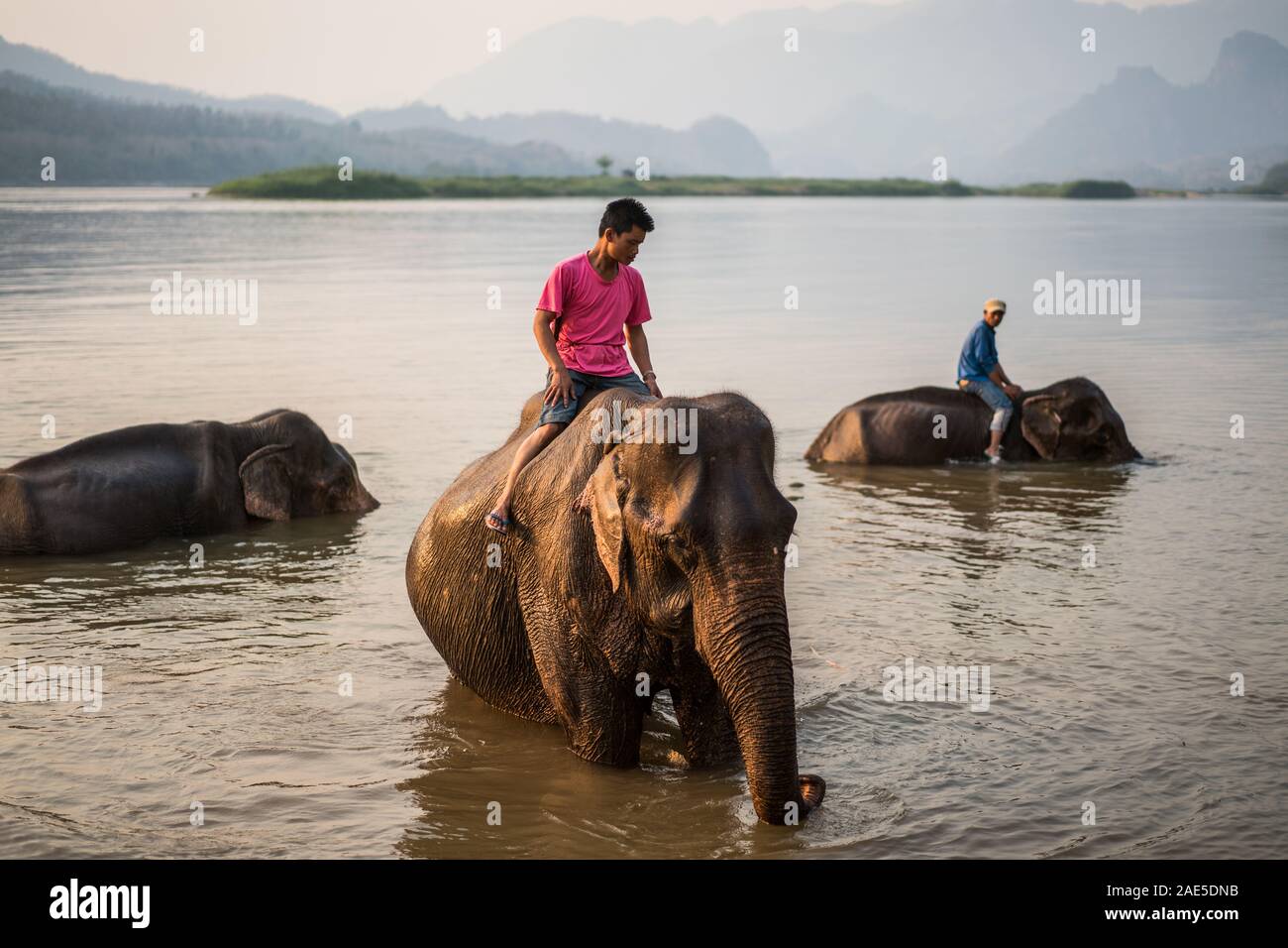 Bath with elephants, Luang Prabang Elephants Camp, Luang Prabang, Laos