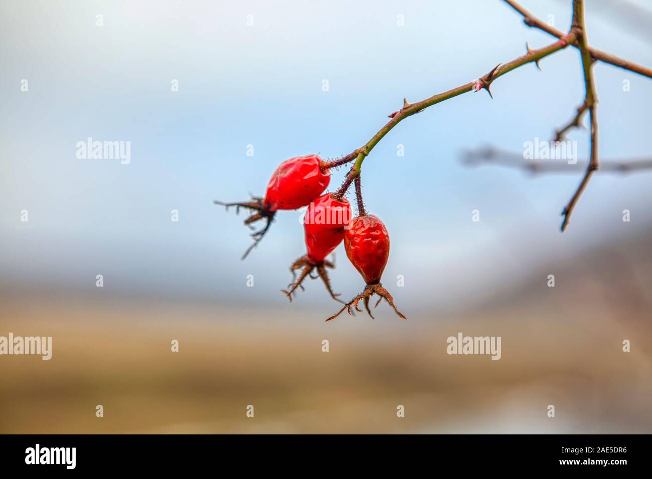 Rose hips in fall season Stock Photo Alamy