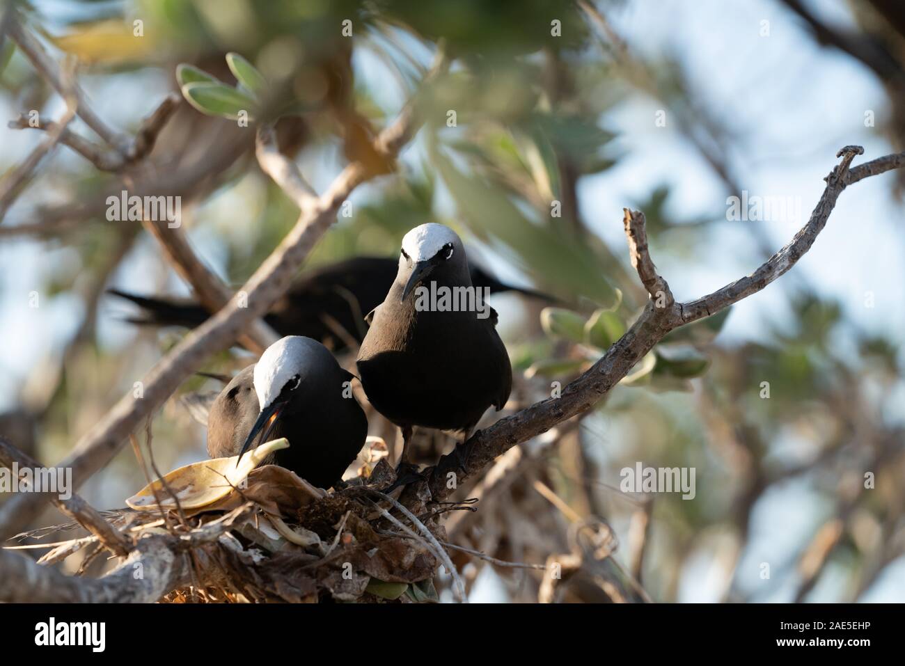 Nesting white capped noddy pair with gift of yellow leaf on Lady Elliot on Great Barrier Reef, Queensland Australia. Stock Photo