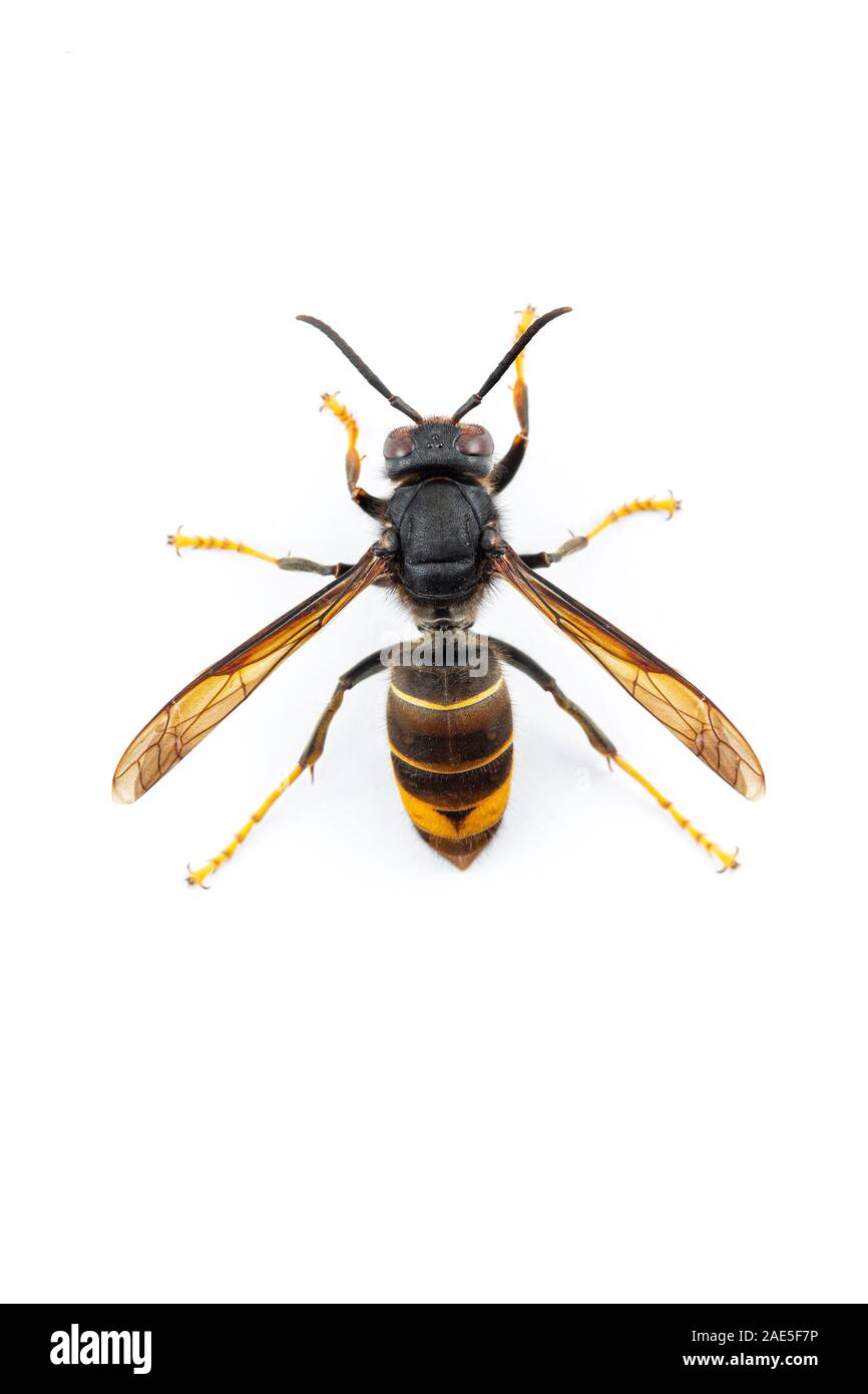 Asian hornet, also known as the yellow-legged hornet (Vespa velutina) on white. Stock Photo