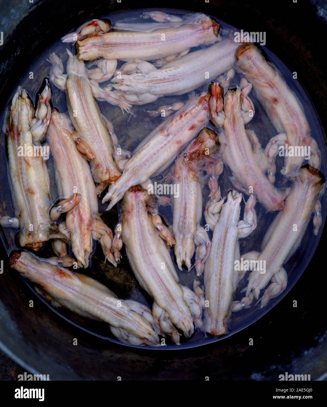 LAGARTOS PELADOS. Location: EXTERIOR. Plasencia. CACERES. SPAIN Stock Photo  - Alamy