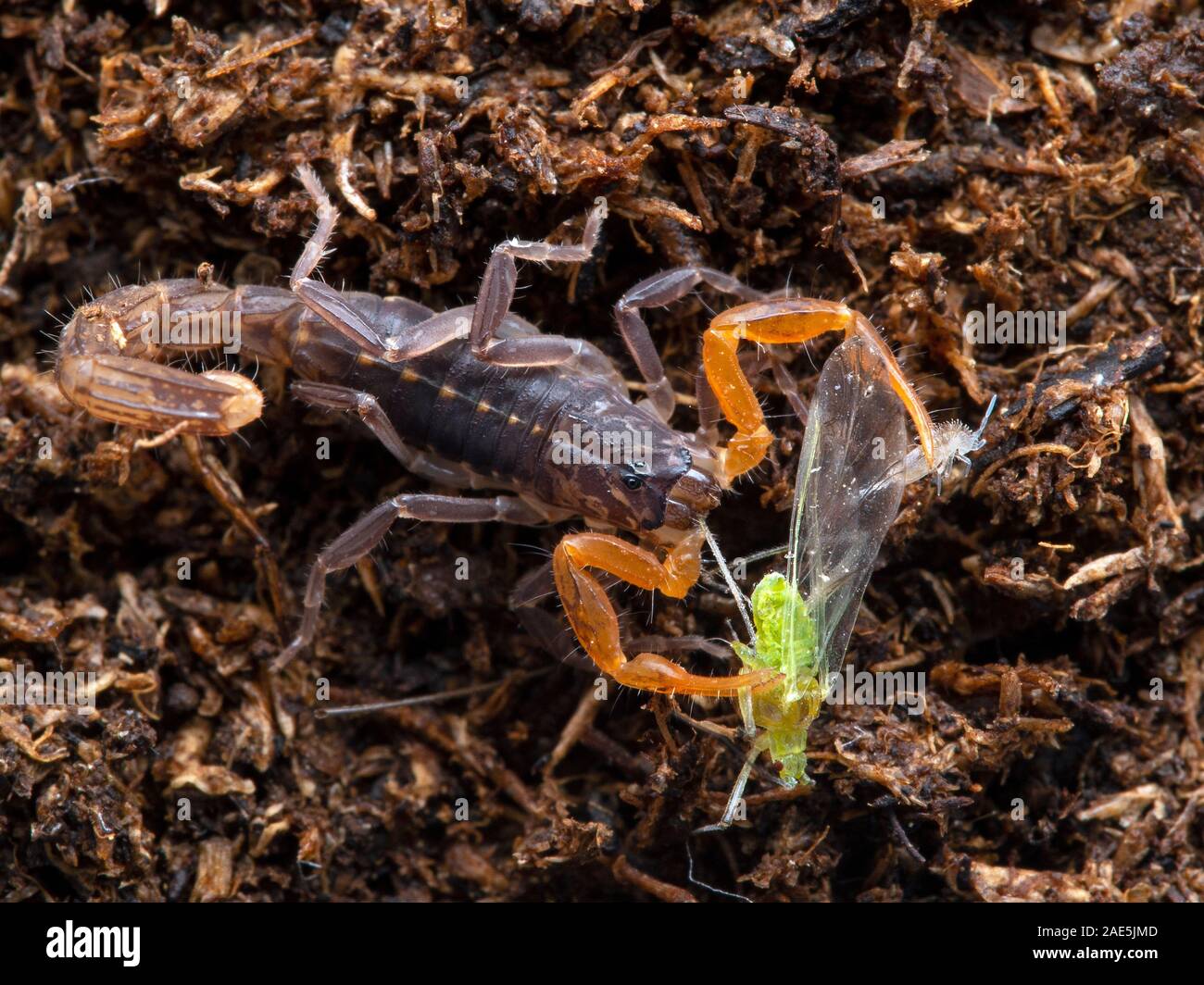 Juvenile Lychas tricarinatus scorpion, feeding on a green aphid and holding a springtail (Collembola) in its pedipalp for later. Dorsal view Stock Photo