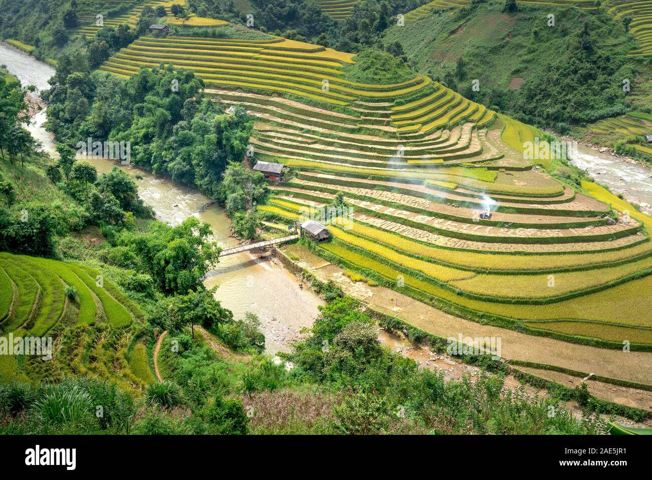 Paddy rice terraces with ripe yellow rice. Agricultural fields in ...