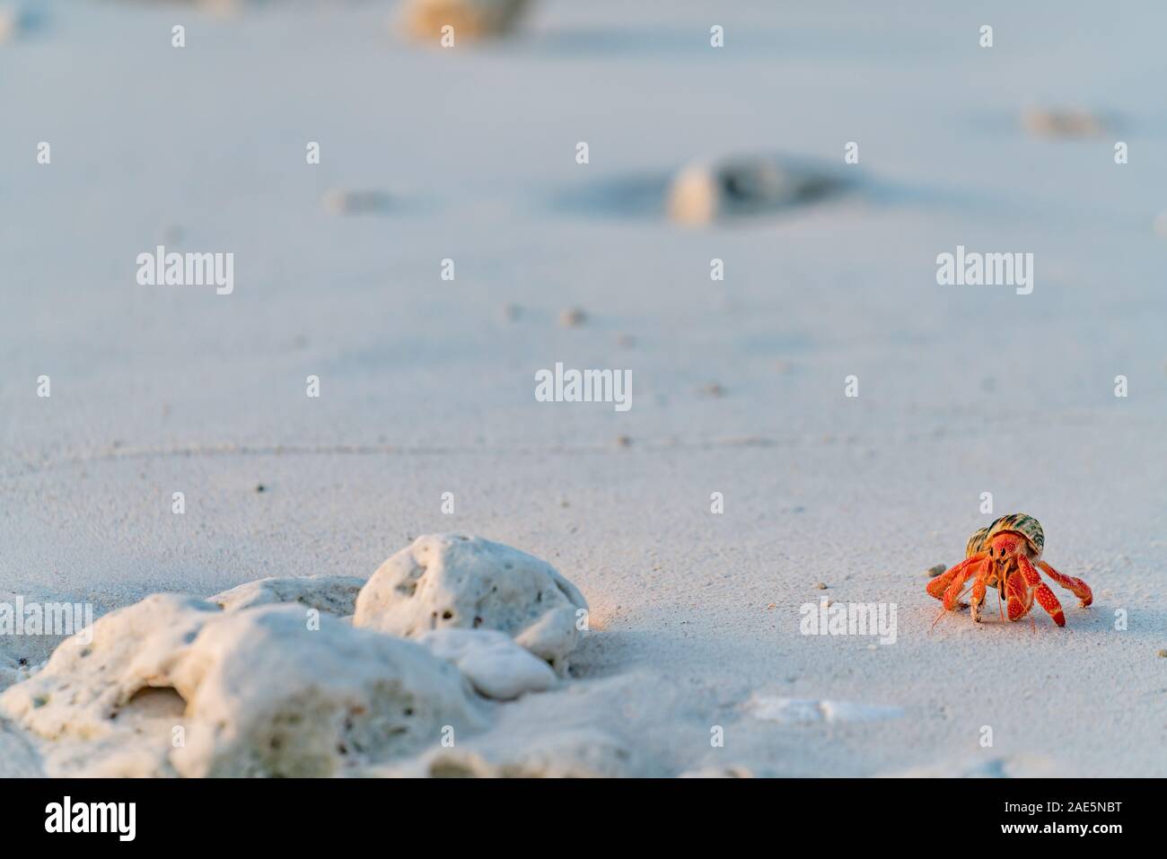 Strawberry hermit crab carrying its protective shell home along beach ...