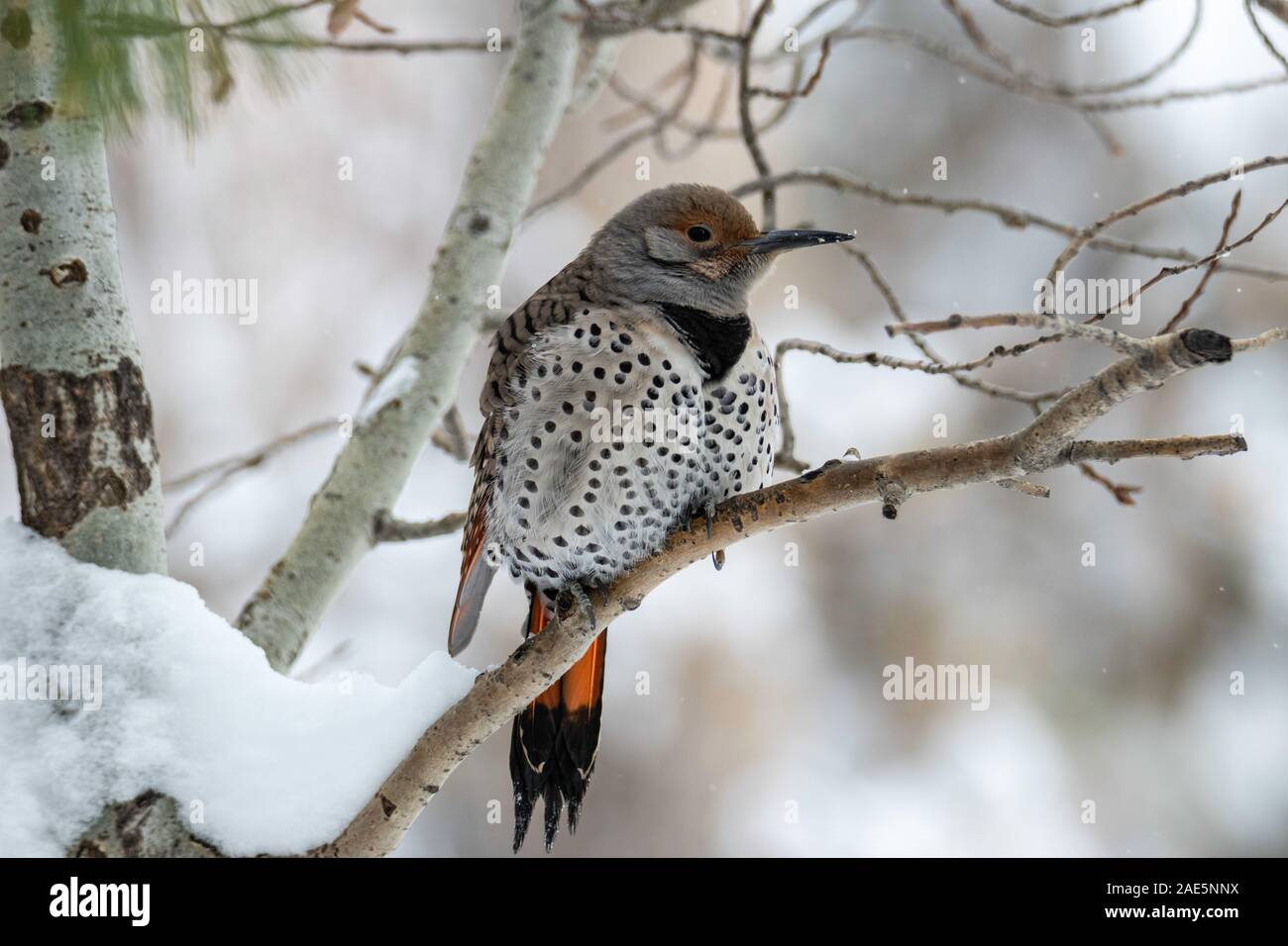 Northern Flicker (Colaptes auratus) resting on branch in early winter Colorado, USA Stock Photo