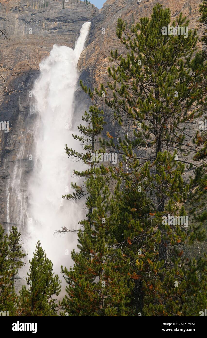 A view of amazing Takakkaw Falls in Yoho National Park from the forest below. Stock Photo
