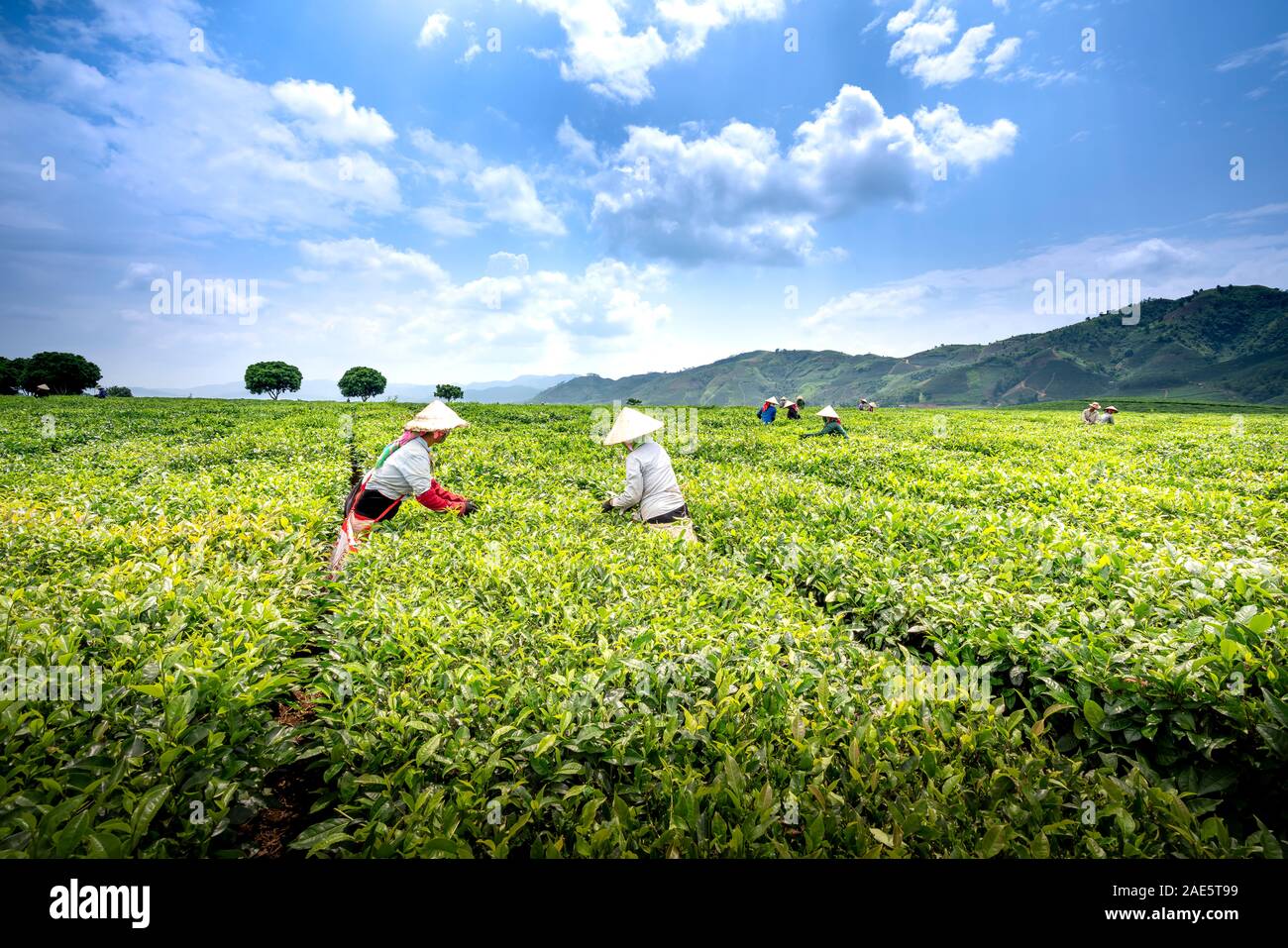 Tea plantation farm, Lai Chau province, Vietnam - September 20, 2019: images of female workers harvesting green tea in the early sunshine with blue sk Stock Photo