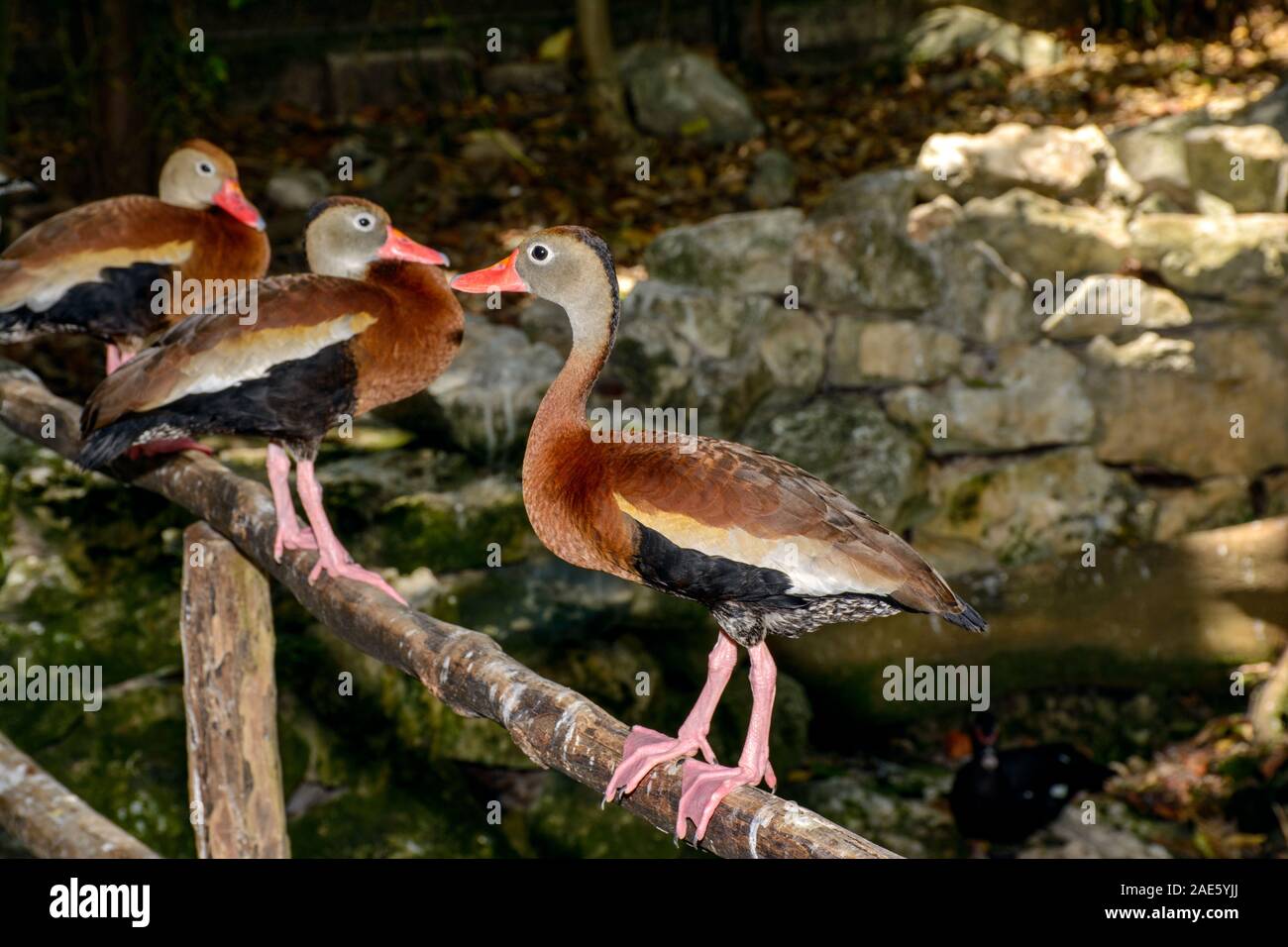 Black-bellied Whistling-Duck (Dendrocygna autumnalis) Stock Photo