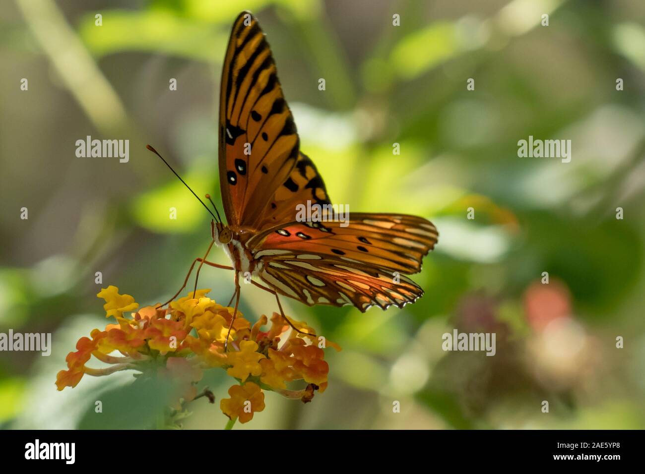Macro of a colorful Gulf Fritillary partaking some nectar from the