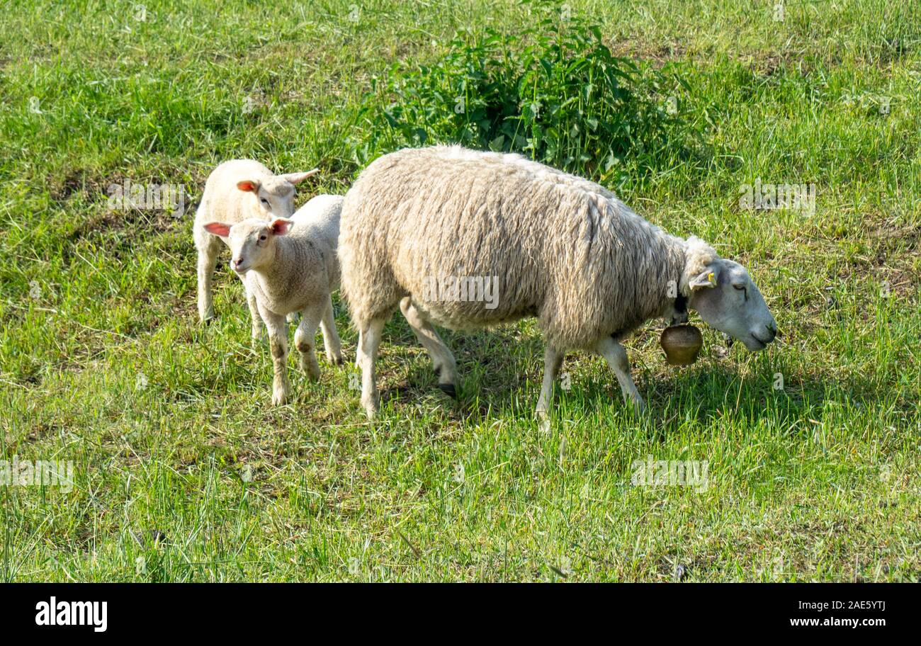 Agriculture sheep and lambs in a farm paddock in Saxony-Anhalt Germany. Stock Photo