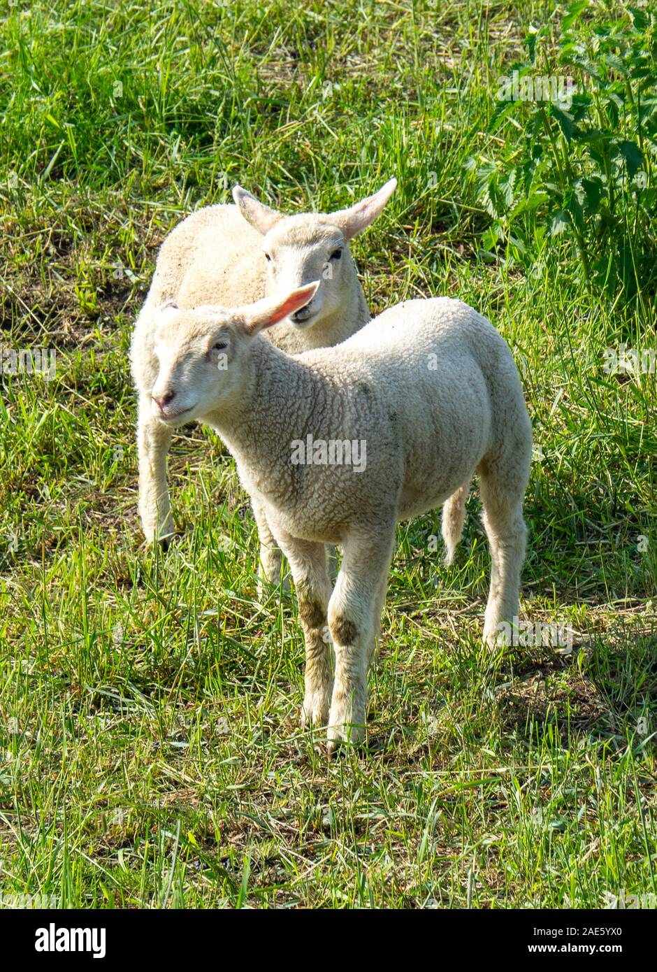Lambs In Paddock Agriculture lambs in a farm paddock in Saxony-Anhalt Germany Stock ...