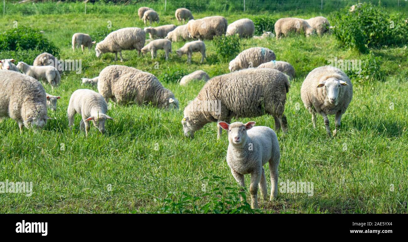 Agriculture sheep and lambs in a farm paddock in Saxony-Anhalt Germany. Stock Photo