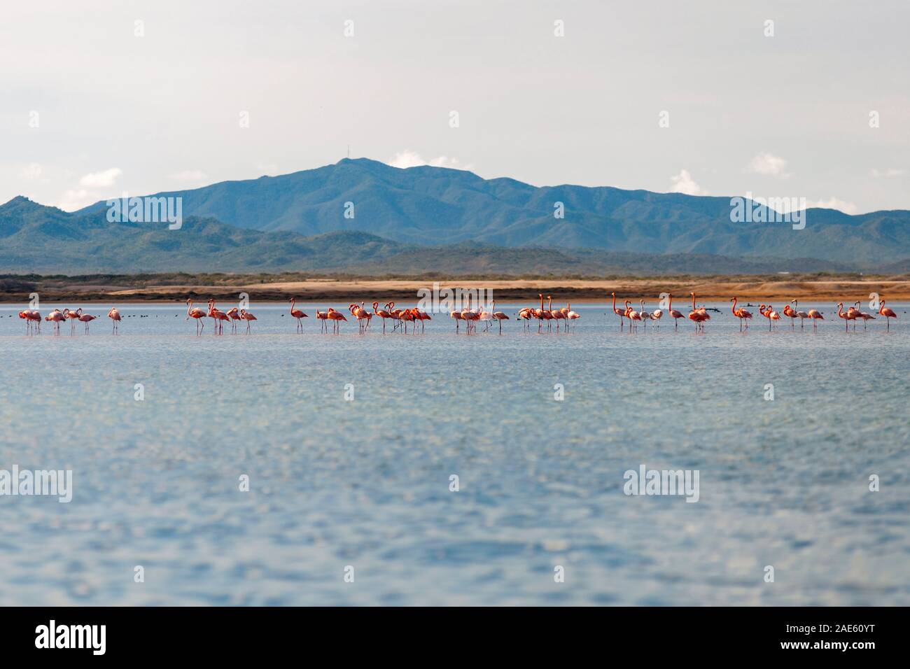 Flamingos in Bahia Hondita in the Guajira peninsula of northern