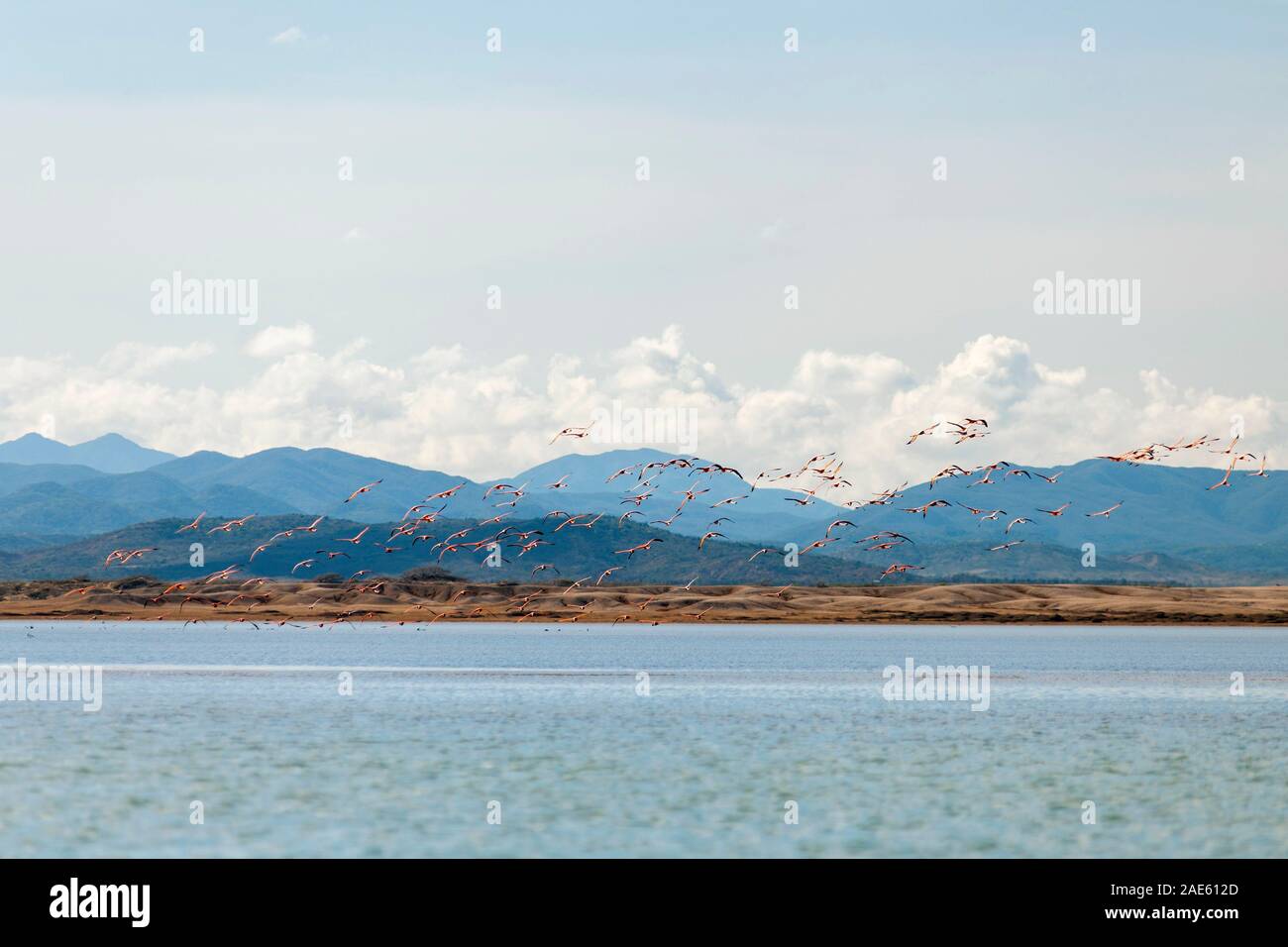 Flamingos in Bahia Hondita in the Guajira peninsula of northern