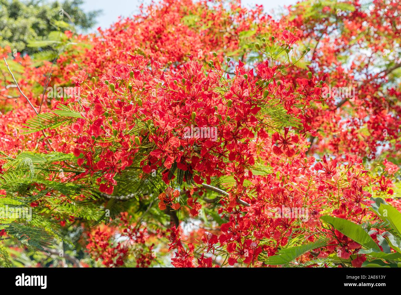 Blooming Flamboyant Tree or Delonix regia and its seed pods. Bali, Indonesia. Stock Photo