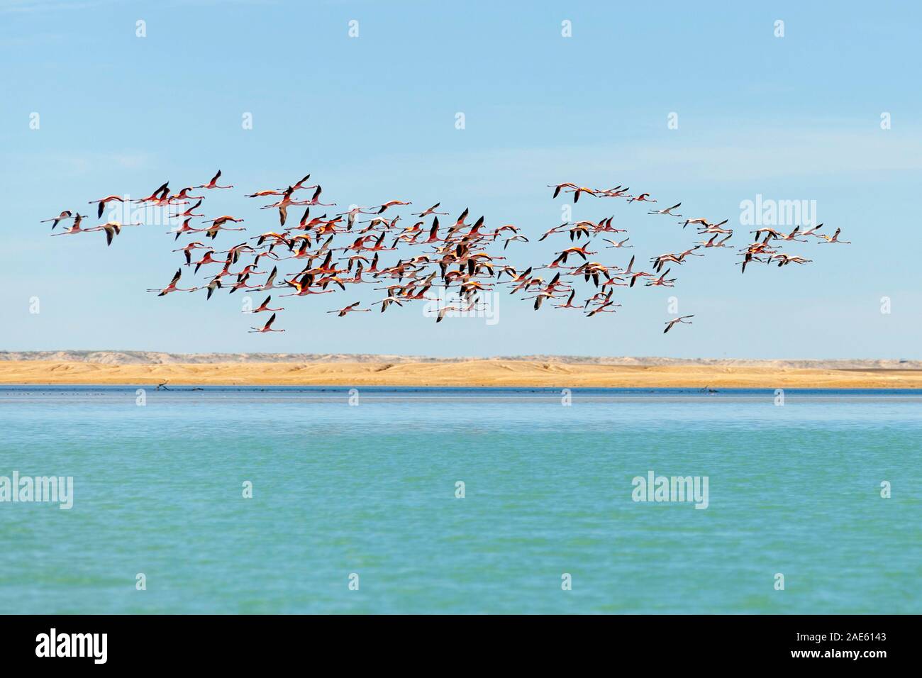 Flamingos in Bahia Hondita in the Guajira peninsula of northern
