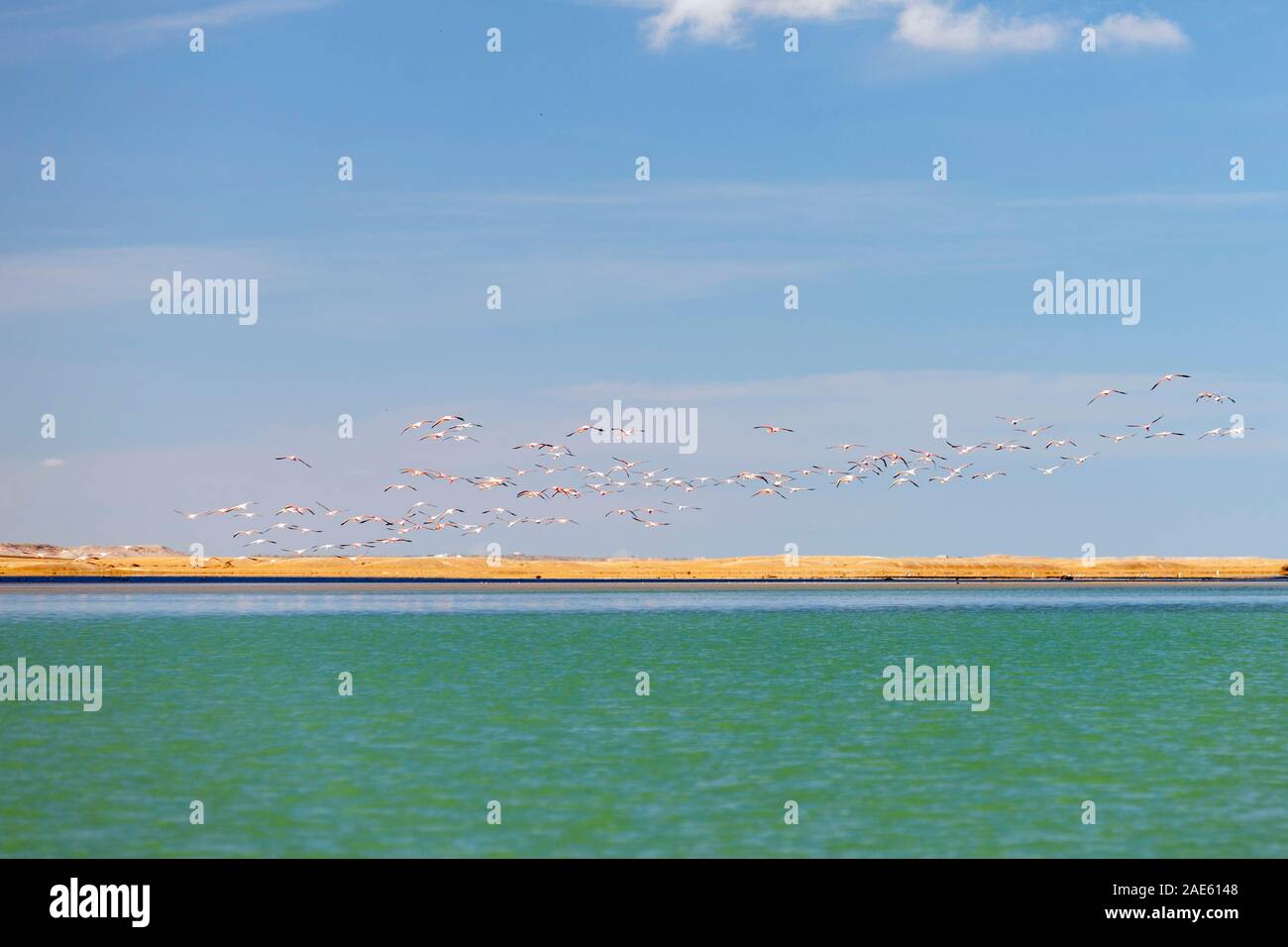 Flamingos in Bahia Hondita in the Guajira peninsula of northern Colombia. Stock Photo
