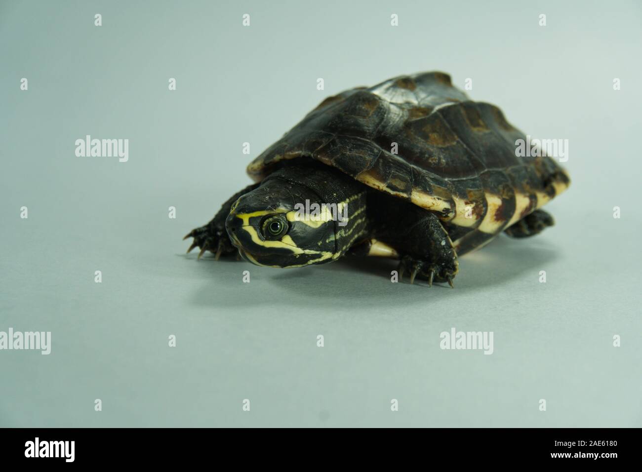 A painted turtle isolated on background Stock Photo