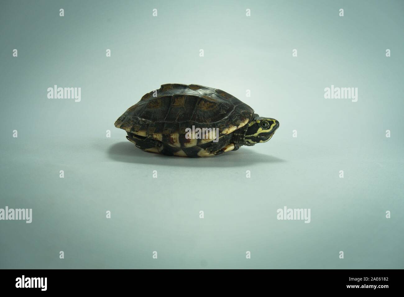 A painted turtle isolated on background Stock Photo