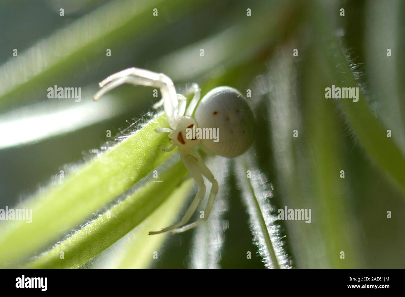 White Crab Spider sometimes is also known as White Flower Spider. This