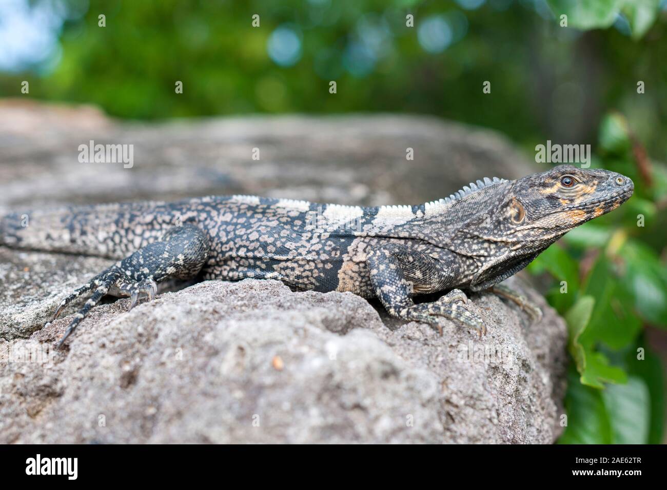 Iguana on Santa Catalina island adjoining Providencia island, Colombia. Stock Photo