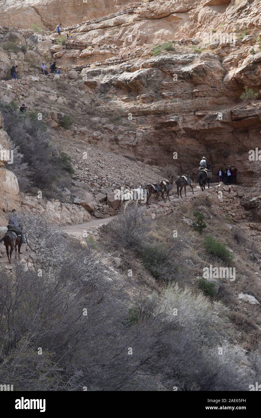Mule train returning from a run on the South Kaibab trail.  Mule trains deliver supplies to Phantom Ranch at the bottom of the canyon. Stock Photo