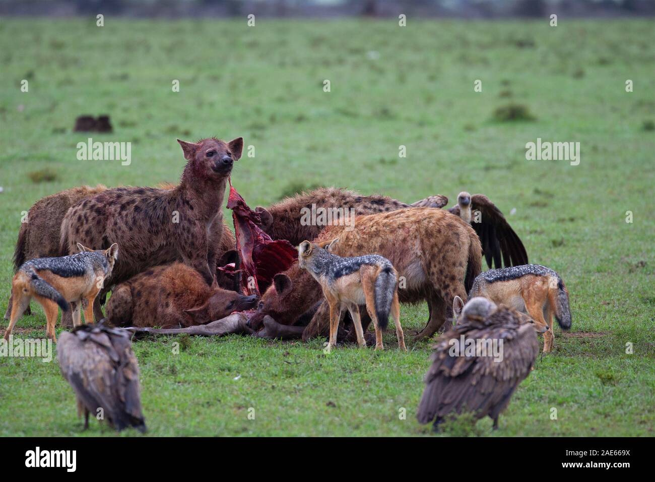 Spotted Hyenas and Jackals at a Wildebeest carcass while the Vultures wait their turn Stock Photo