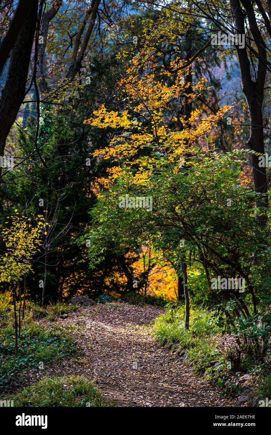 Autumnal park with pathway and yellow leaves Stock Photo - Alamy
