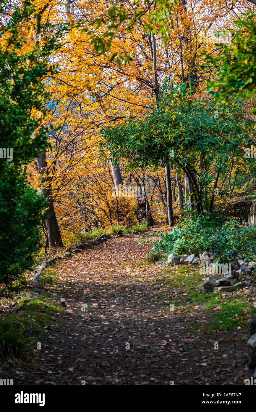 Autumnal park with pathway and yellow leaves Stock Photo - Alamy