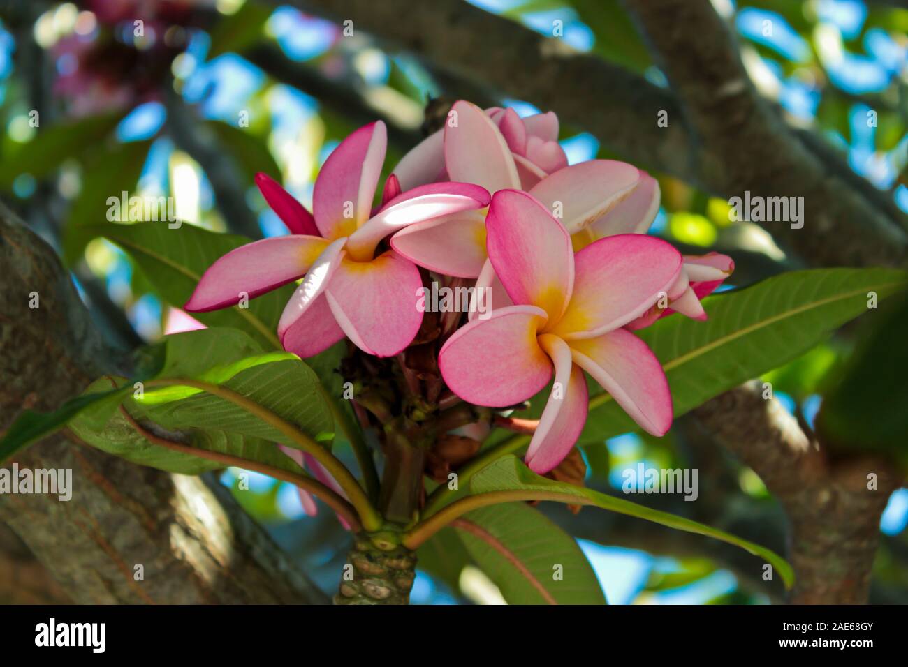 Plumeria with pink and yellow flowers from Cape Town in South Africa. Stock Photo