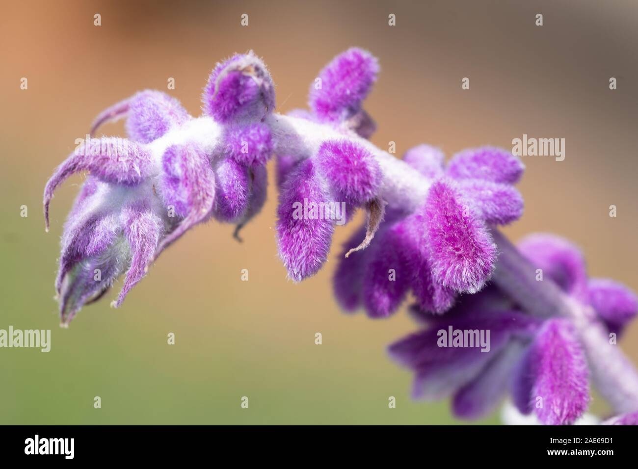 Curved fuzzy purple flower mexican sage bush close up Stock Photo Alamy