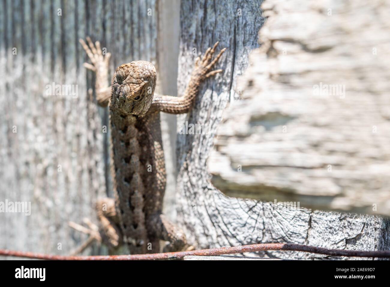Fence lizard Blue belly lizard hanging from wood fence Stock Photo Alamy
