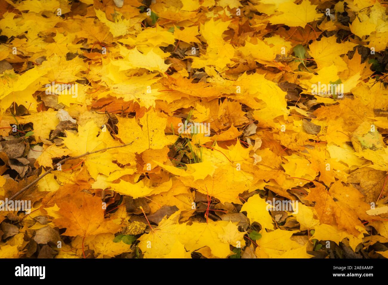 Colorful fallen autumn leaves on the ground Stock Photo - Alamy
