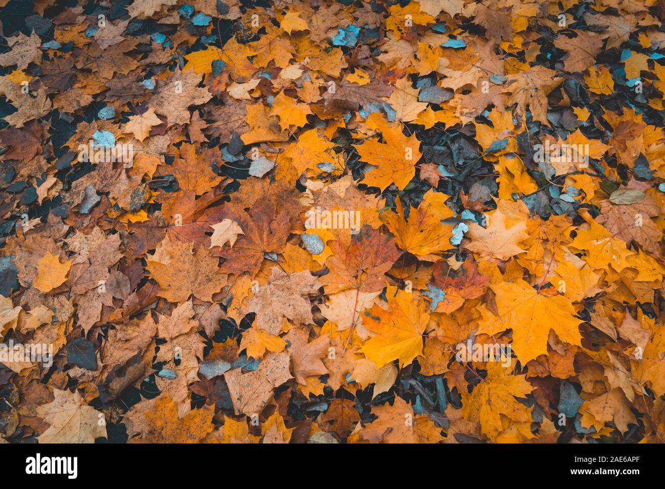 Colorful fallen autumn leaves on the ground Stock Photo - Alamy