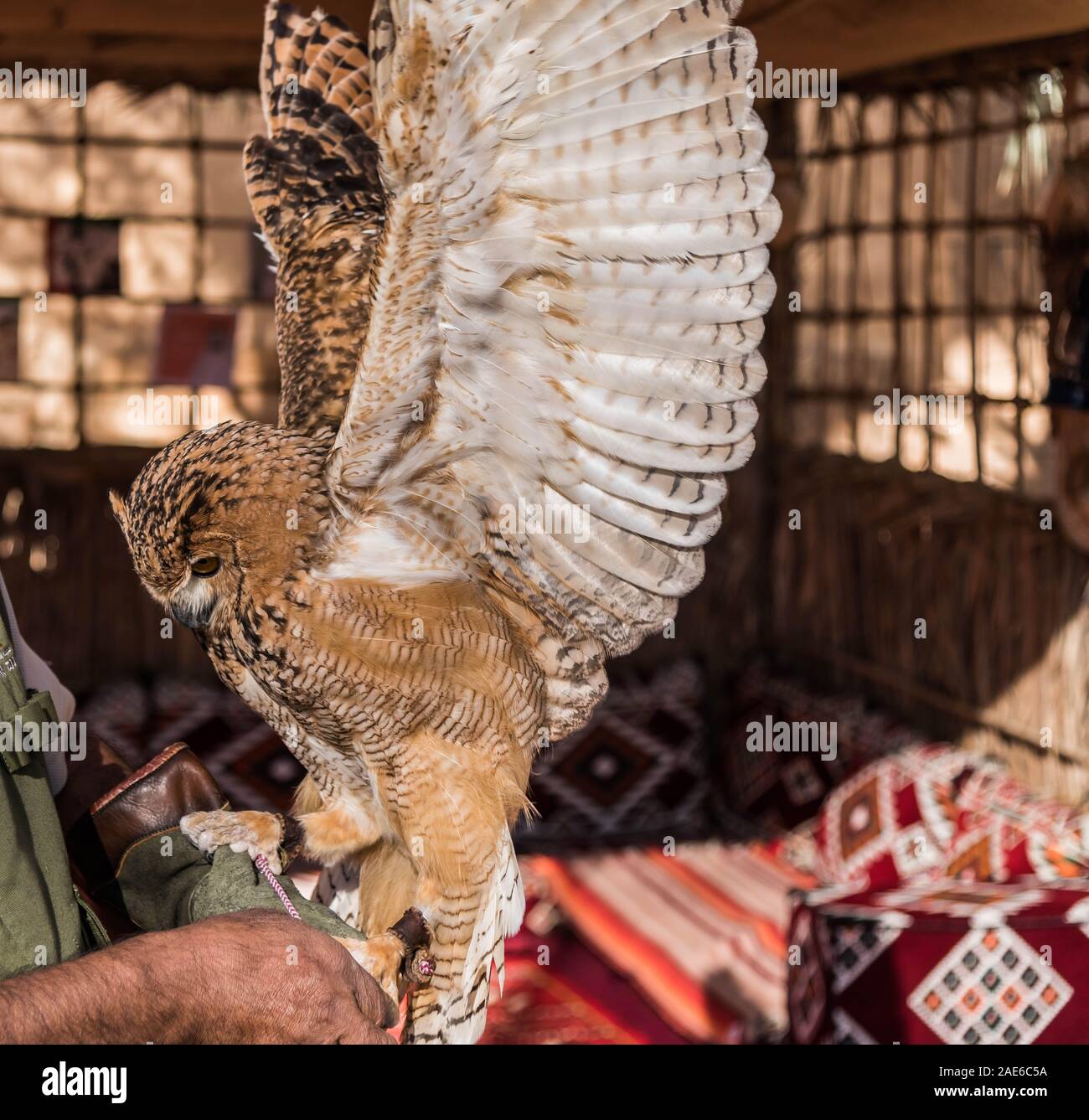 Brown Desert Eagle Owl is a species of owl having super binocular vision and directional hearing