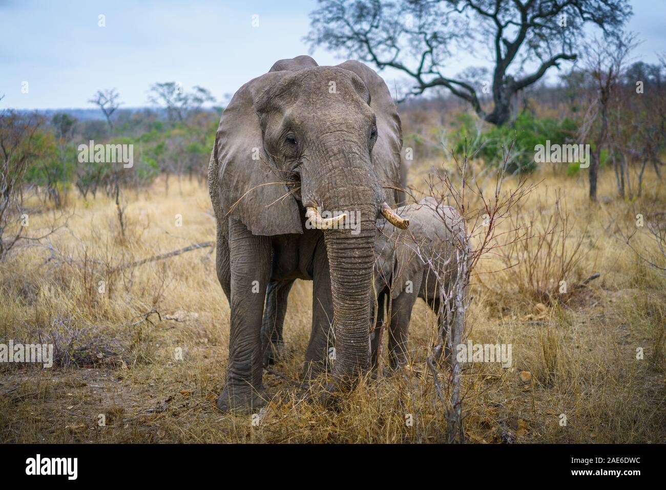 wild elephants in kruger national park in mpumalanga in south africa Stock Photo