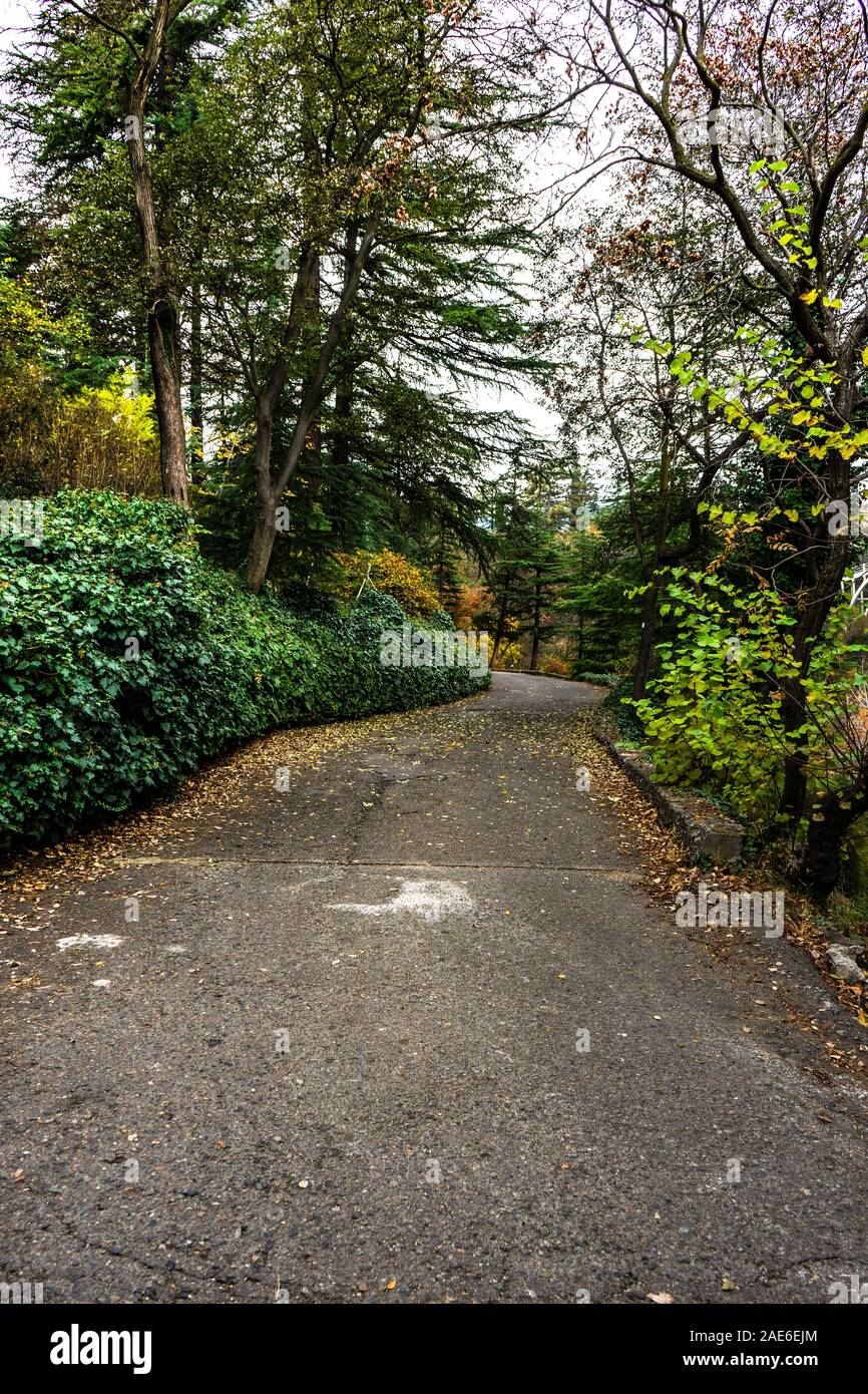 Autumnal park with pathway and yellow leaves Stock Photo - Alamy
