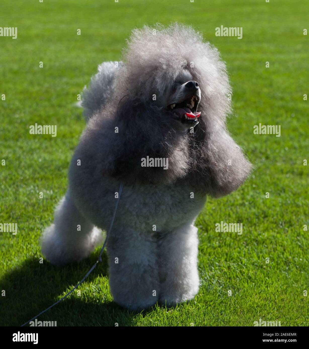 Standard Poodle dog on lawn Stock Photo - Alamy